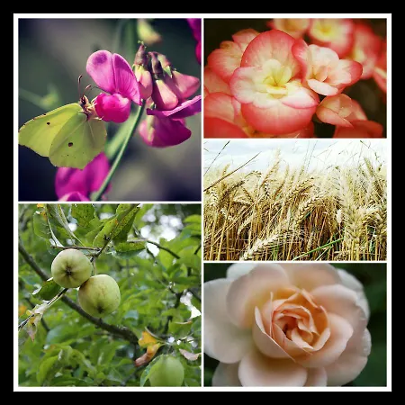 B&B Lisieux Country House *