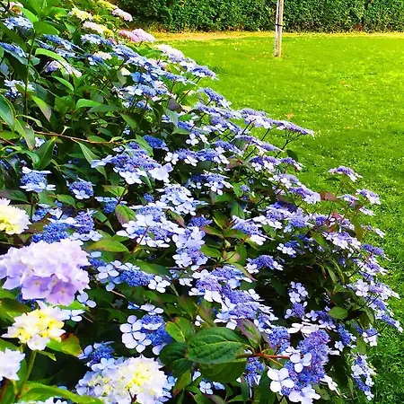 Lisieux Country House B&B *